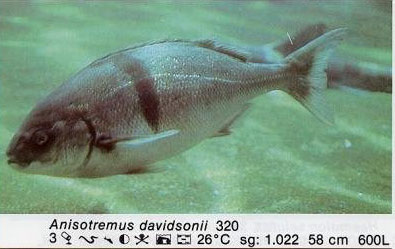Anisotremus davidsonii